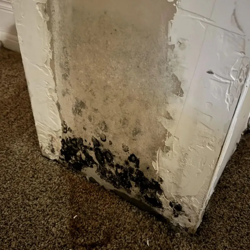 Professional Mold Removal in Springfield, MN